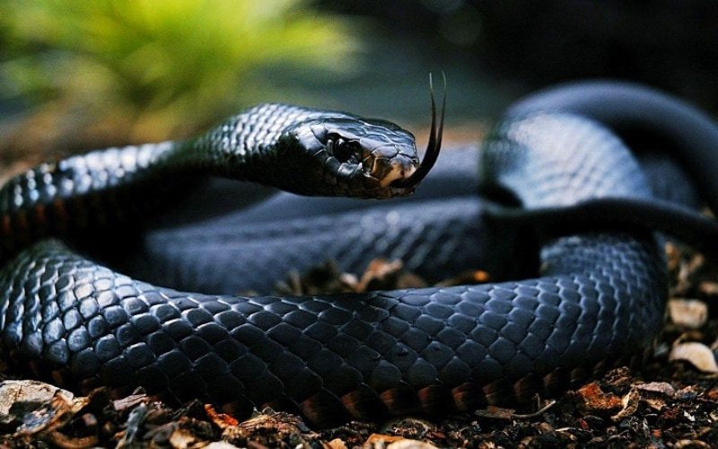Ngủ mơ thấy rắn màu đen mang đến cho ta điều gì?